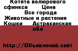 Котята велюрового сфинкса. .. › Цена ­ 15 000 - Все города Животные и растения » Кошки   . Астраханская обл.